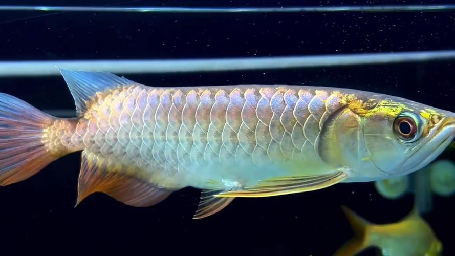 藍色金龍魚圖片大全