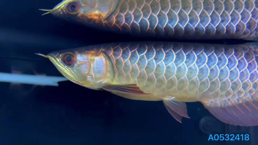 藍色金龍魚圖片大全