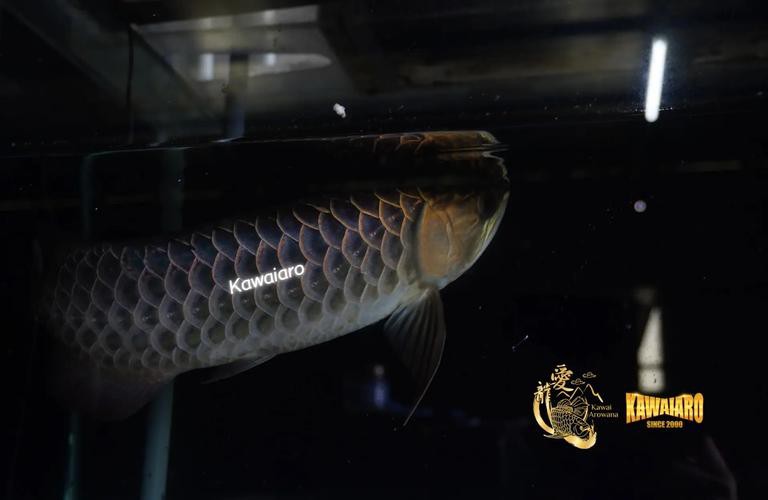 藍色金龍魚圖片大全
