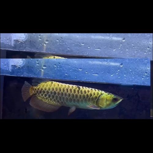 藍色金龍魚圖片大全