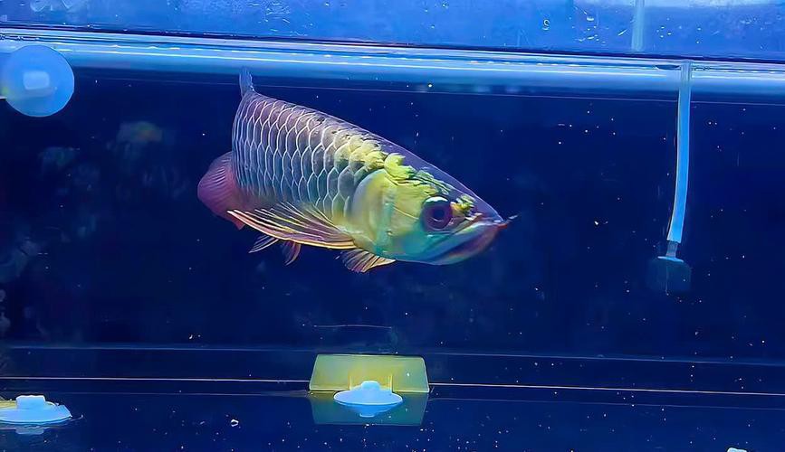 藍色金龍魚圖片大全