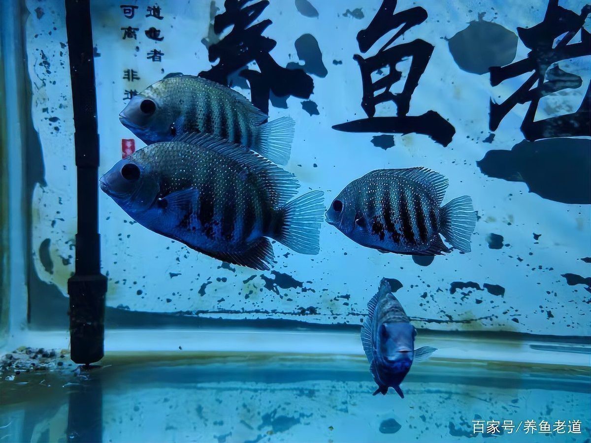 如何預防龍魚外傷感染？