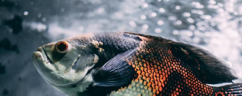 龍魚鼻孔初腐爛是什么引起的,怎么治理:龍魚鼻孔初腐爛可能是由多種因素引起的,可以采取幾種治理方法 龍魚百科 第2張 龍魚鼻孔初腐爛是什么引起的,怎么治理:龍魚鼻孔初腐爛可能是由多種因素引起的,可以采取幾種治理方法 龍魚鼻孔初腐爛是什么引起的,怎么治理:龍魚鼻孔初腐爛可能是由多種因素引起的,可以采取幾種治理方法 龍魚百科 第2張