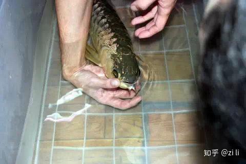 金龍魚繁殖后如何護理？