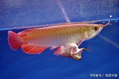如何才能養好龍魚呢：養好龍魚需要注意以下幾個方面