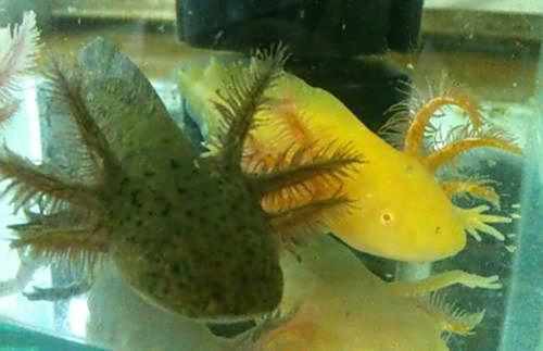 六角龍魚水深多少合適