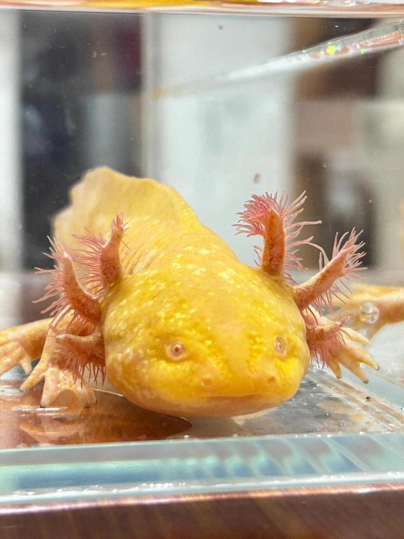 六角龍魚水深多少合適