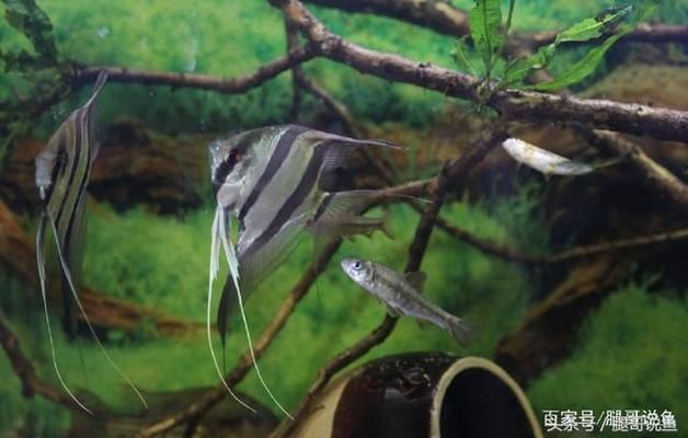 龍魚可食用嗎：龍魚可以吃嗎？