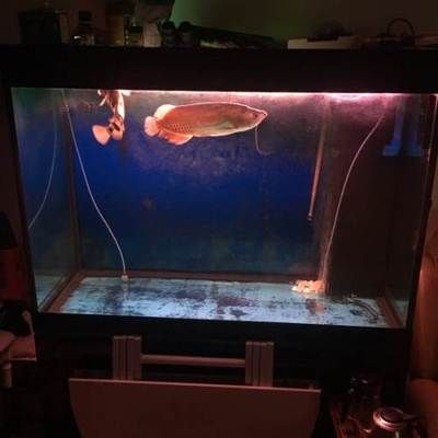 紅龍魚缸底色用哪種好看（養紅龍魚時，缸底色和背景色的選擇對紅龍魚的發色有影響）