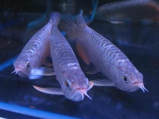 龍魚怎樣繁殖：關于龍魚繁殖的詳細介紹