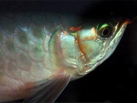 怎樣預(yù)防龍魚掉眼屎的方法：如何預(yù)防龍魚掉眼