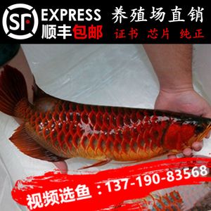 天王紅龍魚多少錢一只：天王紅龍魚的價格一般多少錢？