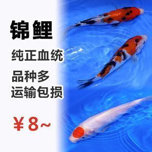 白山龍魚專賣店在哪里：白山龍魚專賣店，探索龍魚世界的瑰寶