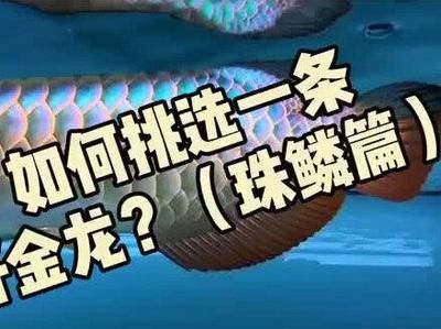 龍魚突然張大嘴怎么回事（為什么龍魚突然張大嘴？） 龍魚突然張大嘴怎么回事（為什么龍魚突然張大嘴？） 龍魚百科 第5張