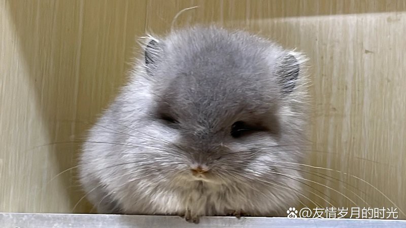 龍貓繁殖后如何護(hù)理 龍貓繁殖后如何護(hù)理 龍魚百科 第3張