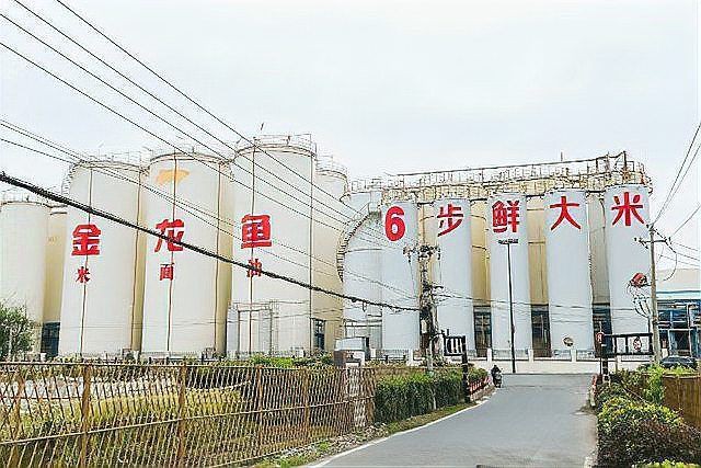 金龍魚一季報