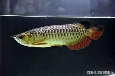 龍魚最近老是撞缸怎么回事
