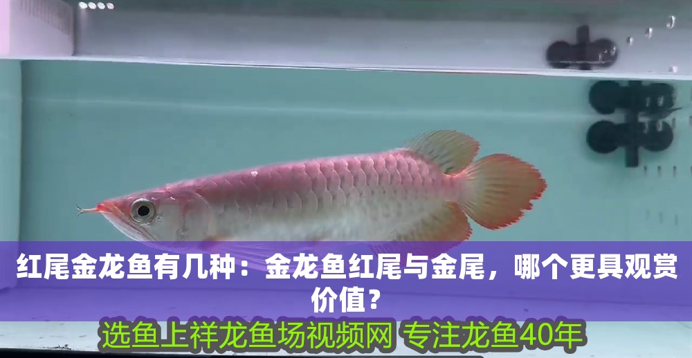 紅尾金龍魚有幾種：金龍魚紅尾與金尾，哪個(gè)更具觀賞價(jià)值？ 紅尾金龍魚有幾種：金龍魚紅尾與金尾，哪個(gè)更具觀賞價(jià)值？ 龍魚百科 第1張