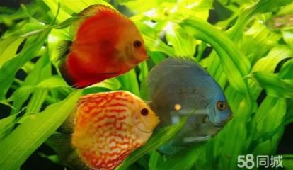 怎樣預防龍魚掉眼睛的方法（如何預防龍魚掉眼）