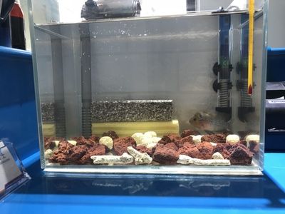 龍魚幼魚能吃飼料嗎怎么喂養的：關于龍魚幼魚的飼養 龍魚幼魚能吃飼料嗎怎么喂養的：關于龍魚幼魚的飼養 龍魚百科 第1張