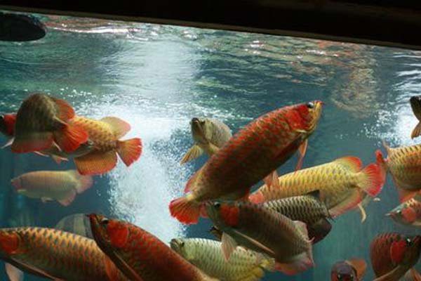 金龍魚(yú)和紅龍魚(yú)可以混養(yǎng)嗎？