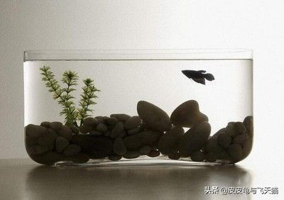 辦公室放魚缸好不好（魚缸擺放風(fēng)水講究辦公室魚缸擺放風(fēng)水講究辦公室魚缸選魚技巧）