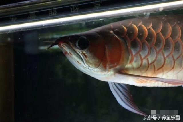 龍魚側(cè)線孔鼓起的原因及處理方法（龍魚側(cè)線孔鼓起可能是由于多種原因引起的）
