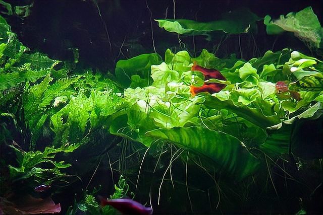 綠水養(yǎng)龍魚有什么好處