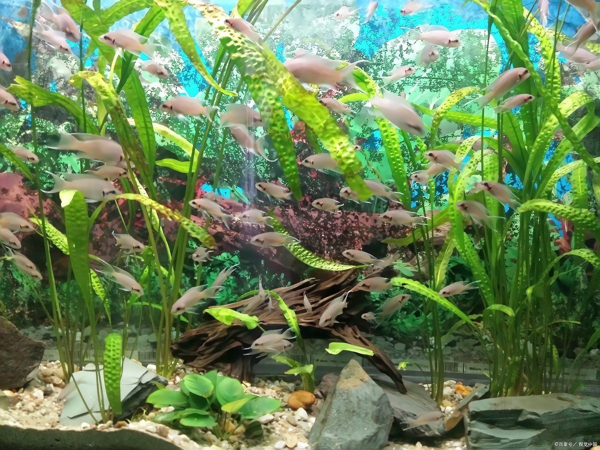 綠水養龍魚有什么好處