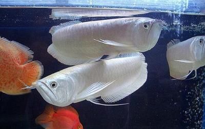 銀龍魚可以過冬天嗎（銀龍魚在適宜的水溫條件下可以安全過冬嗎？）