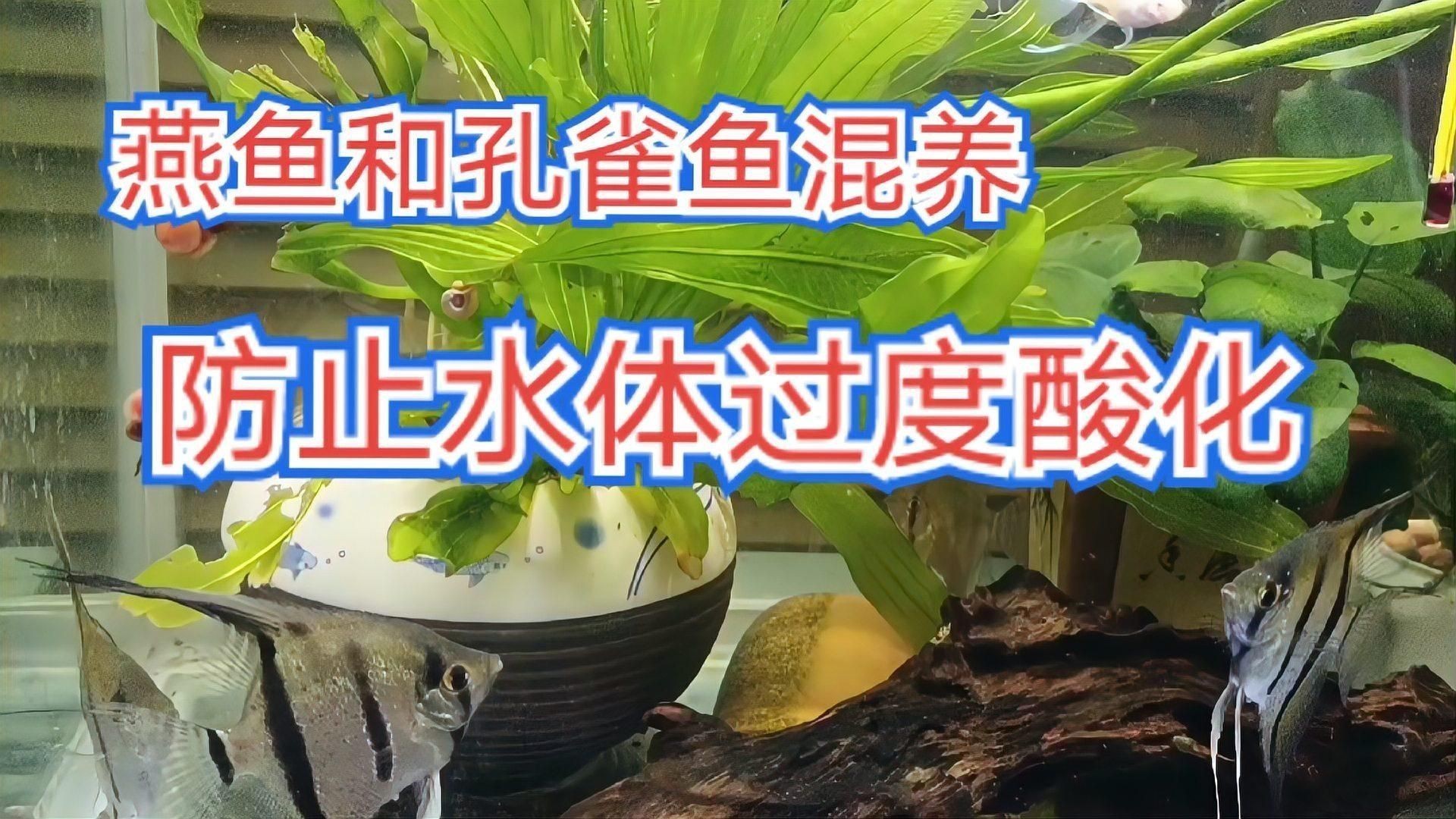 孔雀魚和燕魚能混養(yǎng)嗎 孔雀魚和燕魚能混養(yǎng)嗎 龍魚百科 第4張