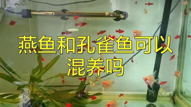 孔雀魚和燕魚能混養(yǎng)嗎 孔雀魚和燕魚能混養(yǎng)嗎 龍魚百科 第3張