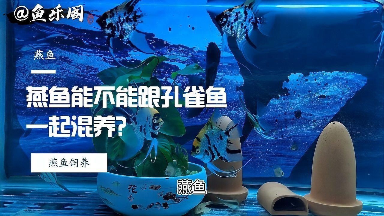 孔雀魚和燕魚能混養(yǎng)嗎 孔雀魚和燕魚能混養(yǎng)嗎 龍魚百科 第5張