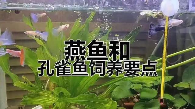孔雀魚和燕魚能混養(yǎng)嗎 孔雀魚和燕魚能混養(yǎng)嗎 龍魚百科 第2張