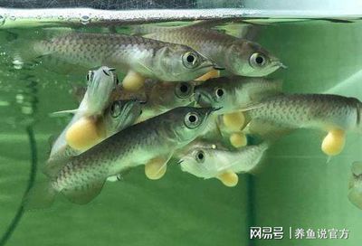龍魚苗飼養(yǎng)：如何控制龍魚苗養(yǎng)殖密度,龍魚苗日常護(hù)理要點(diǎn) 龍魚苗飼養(yǎng)：如何控制龍魚苗養(yǎng)殖密度,龍魚苗日常護(hù)理要點(diǎn) 龍魚百科 第4張