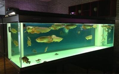 龍魚苗飼養(yǎng)：如何控制龍魚苗養(yǎng)殖密度,龍魚苗日常護(hù)理要點(diǎn) 龍魚苗飼養(yǎng)：如何控制龍魚苗養(yǎng)殖密度,龍魚苗日常護(hù)理要點(diǎn) 龍魚百科 第3張