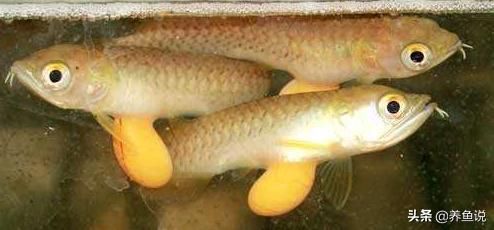 龍魚苗飼養(yǎng)：如何控制龍魚苗養(yǎng)殖密度,龍魚苗日常護(hù)理要點(diǎn) 龍魚苗飼養(yǎng)：如何控制龍魚苗養(yǎng)殖密度,龍魚苗日常護(hù)理要點(diǎn) 龍魚百科 第5張