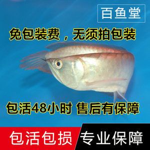 金龍魚活體品牌有哪些系列（寵趣金魚、萌睿迪、珊野等活體魚品牌有哪些？）
