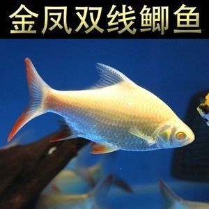 元寶鯽混養(yǎng)伴侶選擇：元寶鯽與泰國鯽混養(yǎng)案例 元寶鯽混養(yǎng)伴侶選擇：元寶鯽與泰國鯽混養(yǎng)案例 龍魚百科 第5張