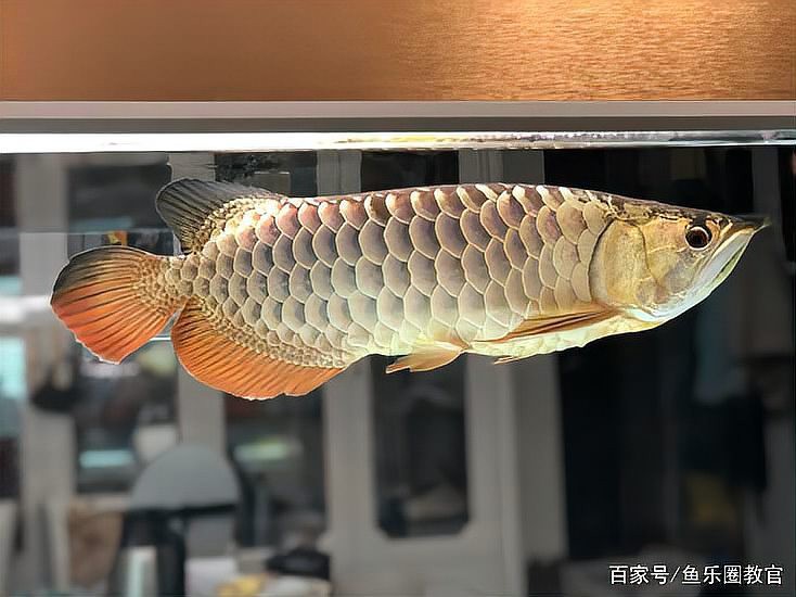 翡翠龍魚的最佳飼養(yǎng)溫度是多少