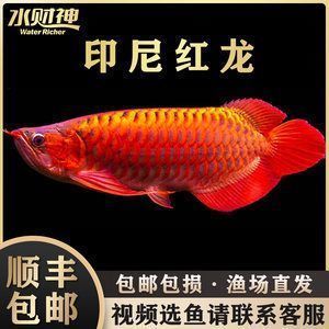 金龍魚最適合和什么魚混養一起，七彩神仙魚與金龍魚混養案例,金龍魚混養常見疾病預防