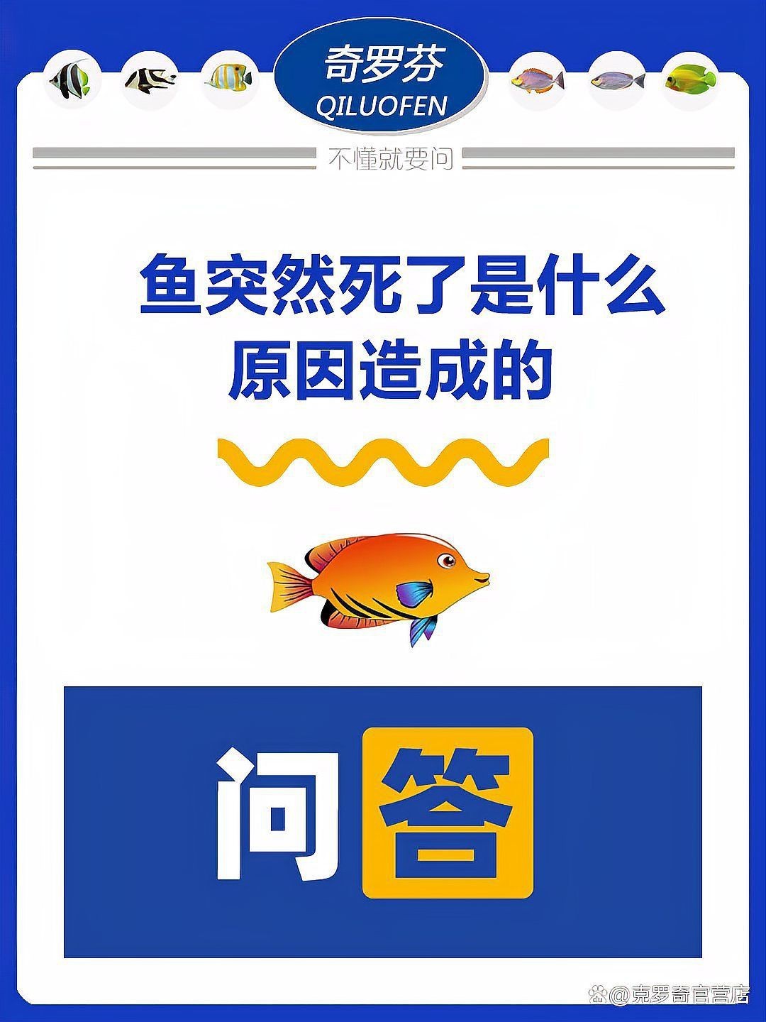 藍(lán)龍魚為什么突然死了 藍(lán)龍魚為什么突然死了 龍魚百科 第1張