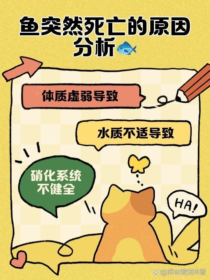 藍(lán)龍魚為什么突然死了 藍(lán)龍魚為什么突然死了 龍魚百科 第9張