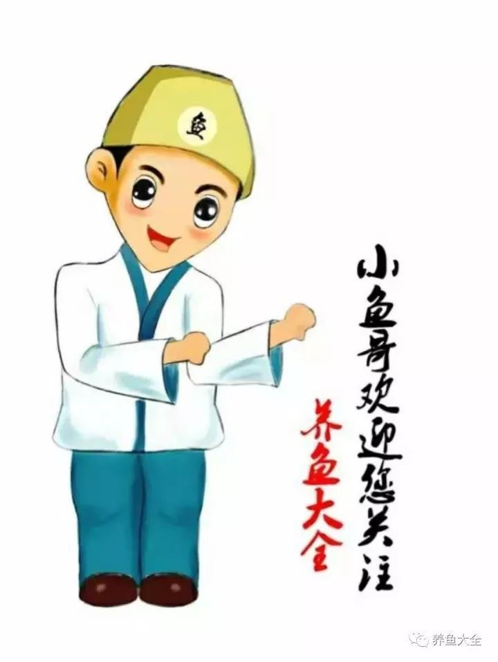 藍(lán)龍魚為什么突然死了 藍(lán)龍魚為什么突然死了 龍魚百科 第2張