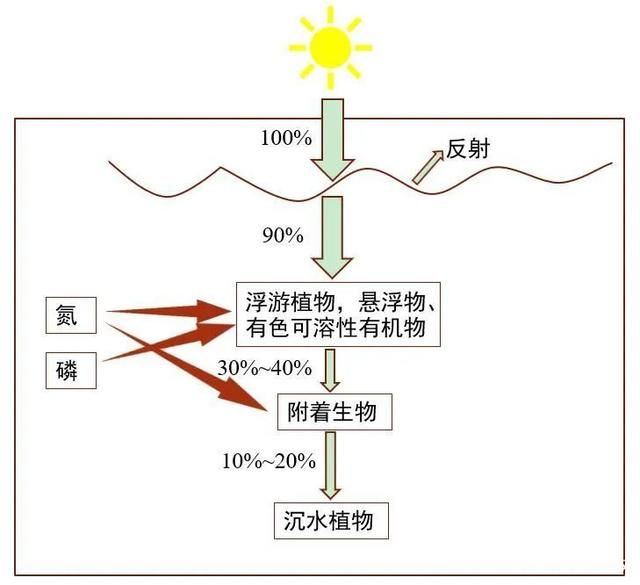 控制光照對水質的具體操作方法：控制光照是改善和維持水質的關鍵方法