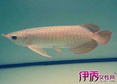 紅龍魚可以多久不吃食了呢（如何判斷紅龍魚健康狀況）