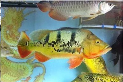 龍魚跟什么魚混養長得快又好看，適合與龍魚一起混養的幾種魚種，適合與龍魚一起混養