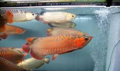 龍魚跟什么魚混養長得快又好看，適合與龍魚一起混養的幾種魚種，適合與龍魚一起混養