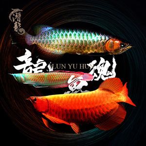 金龍魚水墨畫專題模板-金龍魚國畫圖片素材下載：金龍魚國畫專題模板-金龍魚國畫專題模板