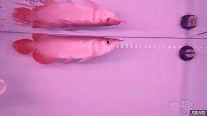 龍魚水質檢測哪些項目需要：關于龍魚水質檢測